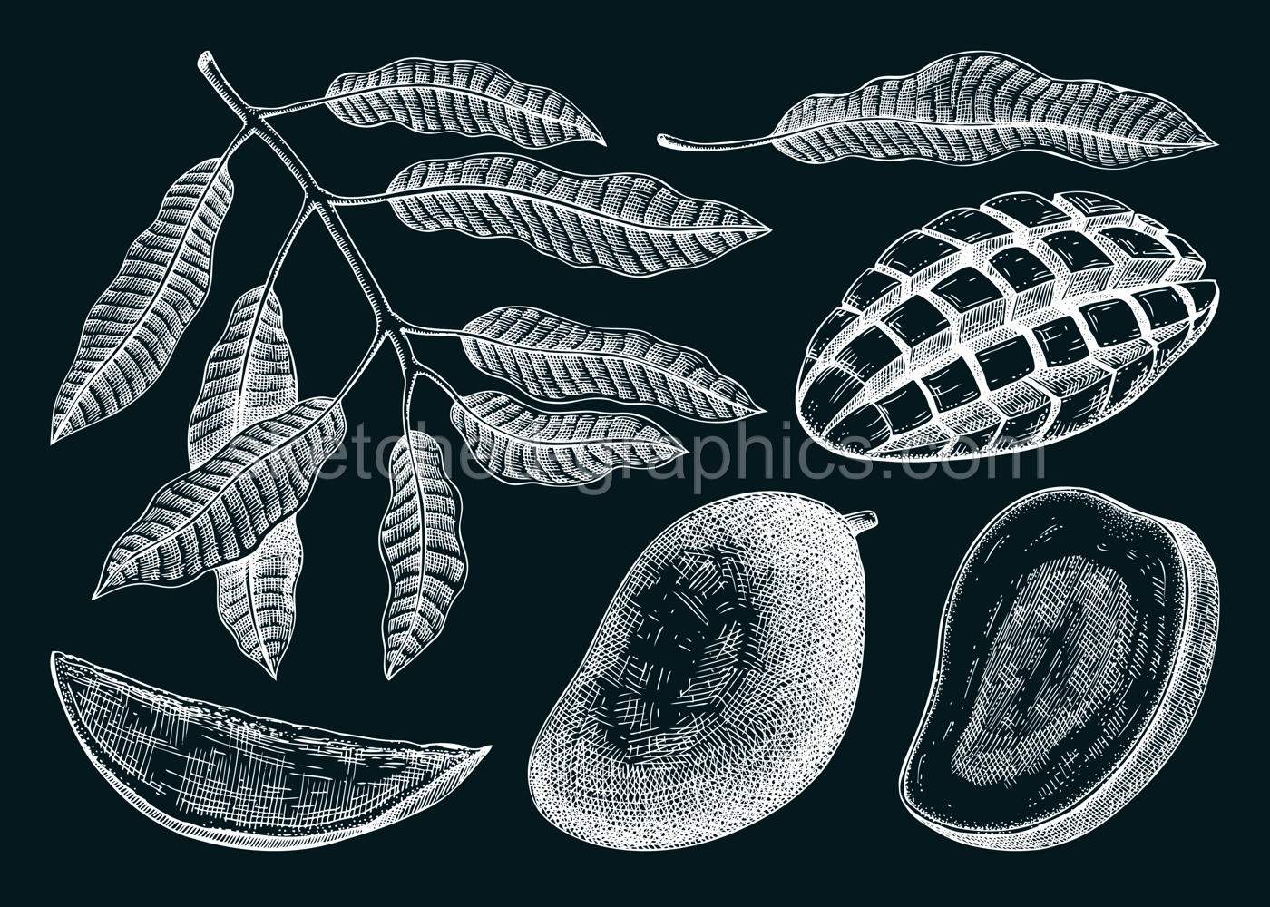 Hand drawn mango sketches set on chalkboard. Tropical fruit vector illustration. Exotic plant with fruit, leaves in engraved style. Botanical drawing for label, juice packaging, menu Illustration